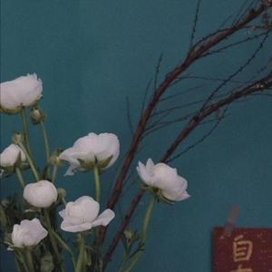 德国dsm针刺视频
